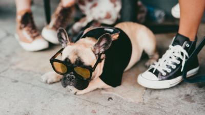 Dog with sunglasses